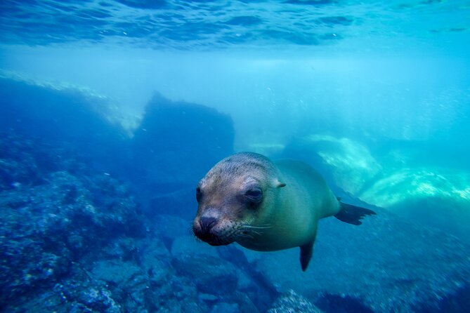 The only Natural Space Dolphin Encounter in Cabo Optional Pickup! - Photos are the big budget question