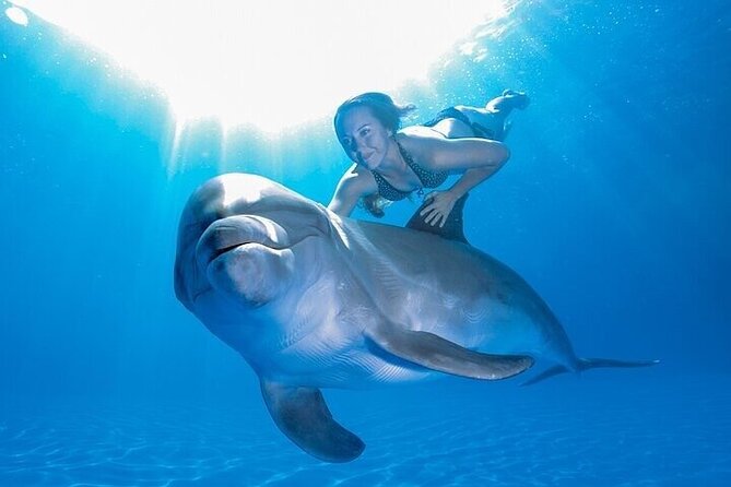 The only Natural Space Dolphin Encounter in Cabo Optional Pickup! - Is $155.37 a fair price?