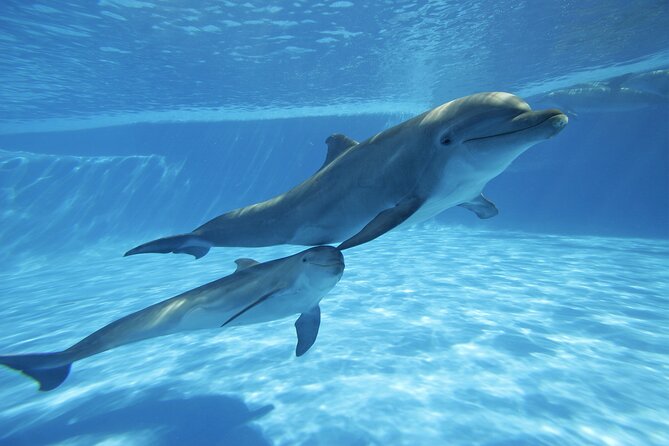 The only Natural Space Dolphin Encounter in Cabo Optional Pickup! - Meeting the Pacific bottlenose dolphins