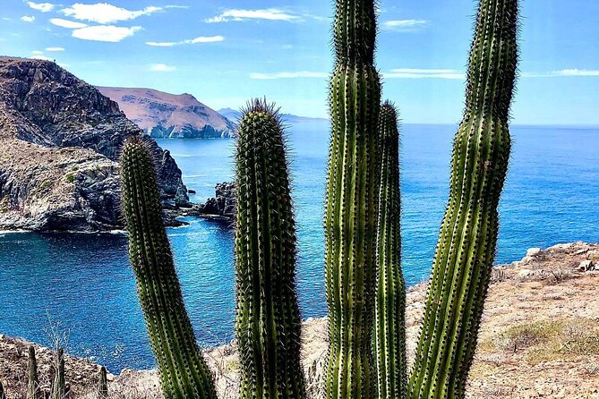 The Ultimate Camel Safari Experience in Los Cabos - What the roughly three-hour outing includes