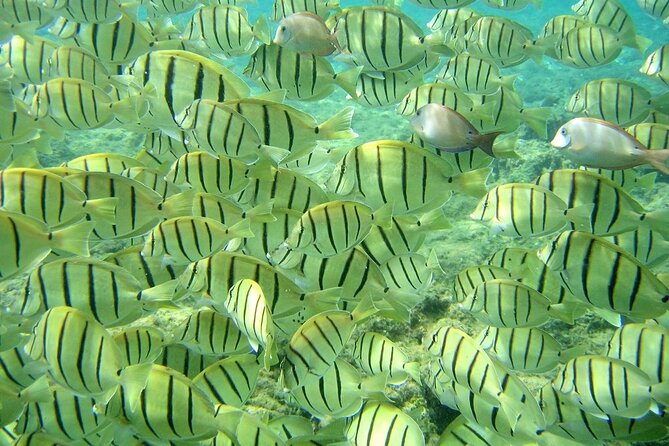 Tour to The Arch and Lover's Beach (optional) from Cabo - Pelican Rock and the underwater view