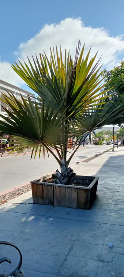 Tour Todos Santos Magical Town, Hotel California - Playa Cerritos brings a change of pace