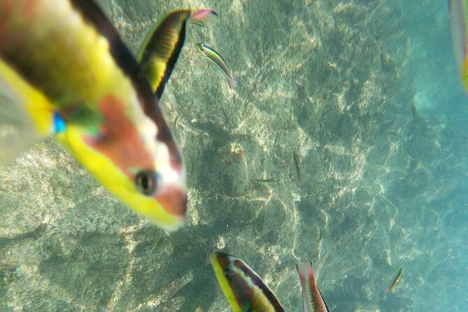 unforgettable snorkeling activity in The Sea of Cortes - Timing, pickup, and the four-hour format