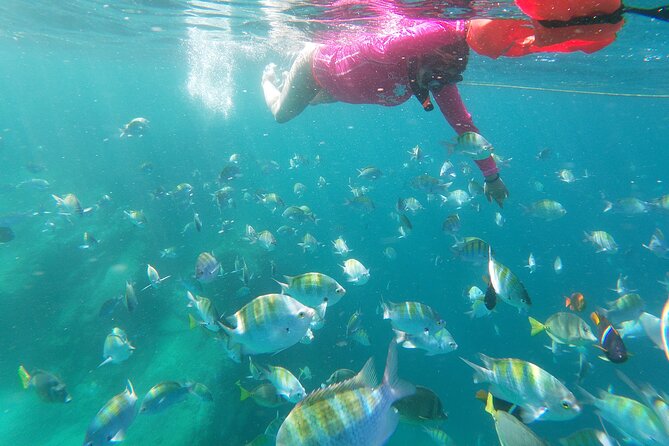 unforgettable snorkeling activity in The Sea of Cortes - Playa el Chileno gives the morning a clear focus