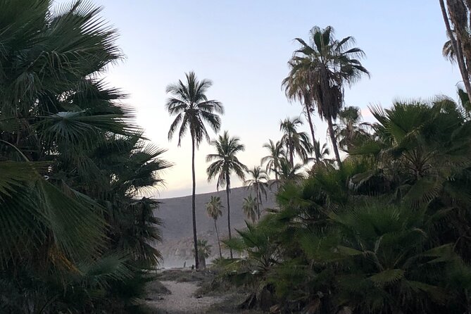 Visit Todos Santos Magic Town - What the $165 price really buys you