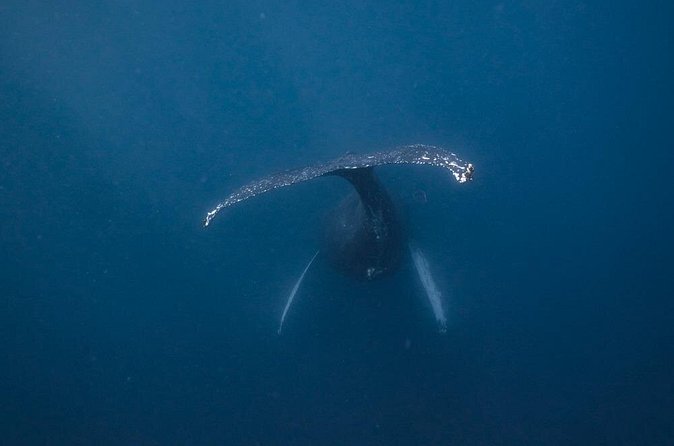Whale and Dive Combo Tour in Los Cabos - Choosing reef sites for two underwater sessions