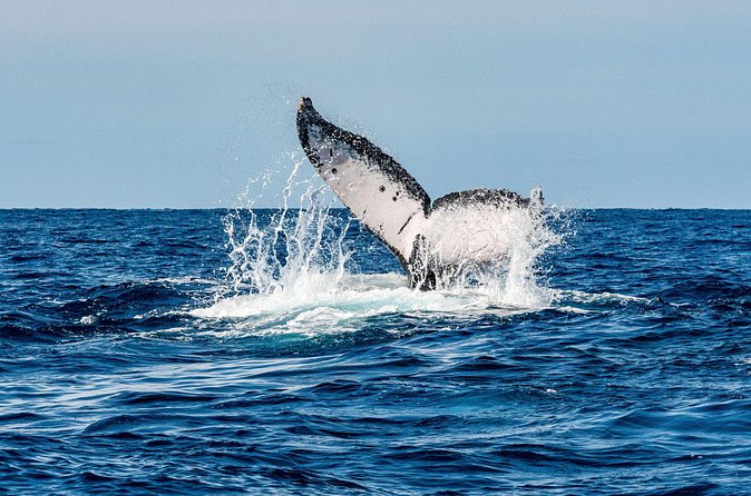 Whale and Dive Combo Tour in Los Cabos - A 1:4 instructor ratio makes a real difference