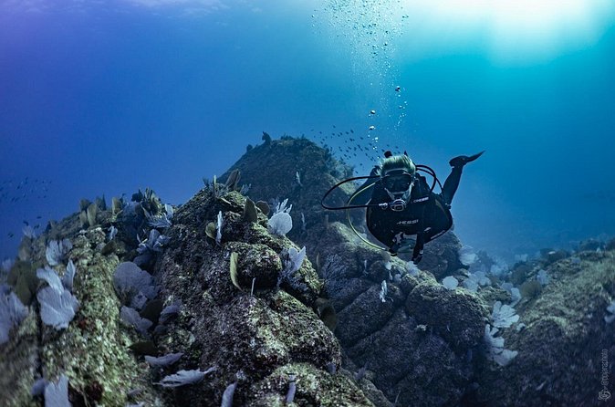 Whale and Dive Combo Tour in Los Cabos - Who gets the best value from the $260 price