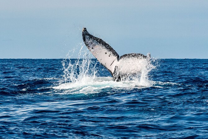 Whale and Dive Combo Tour in Los Cabos - The 6:30 a.m. start and Marina meeting point