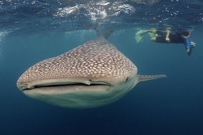 Whale-Shark Snorkeling Excursion to La Paz - Why the La Paz whale-shark setting matters