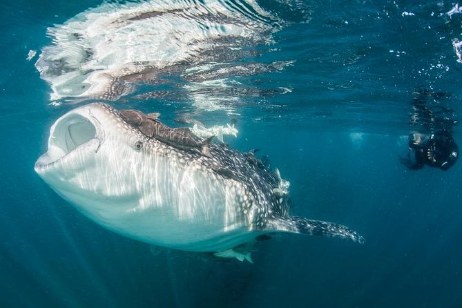 Whale-Shark Snorkeling Excursion to La Paz - The road to La Paz and the Malecon