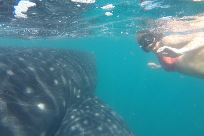 Whale-Shark Snorkeling Excursion to La Paz - About three hours on the boat