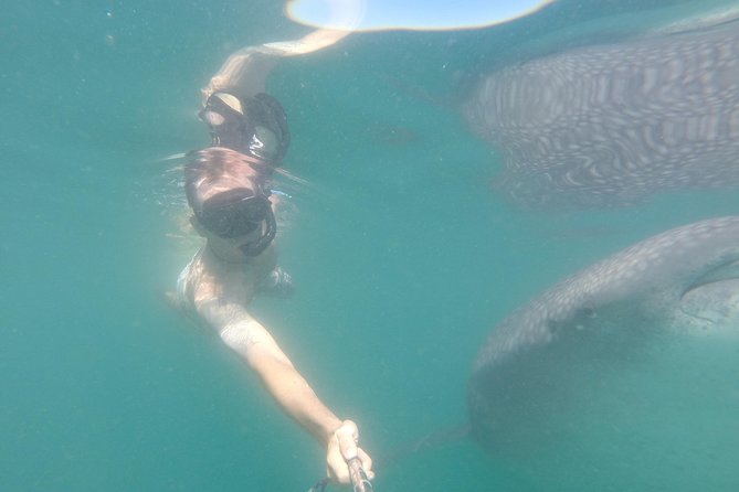 Whale-Shark Snorkeling Excursion to La Paz - What the whale-shark swim is really like