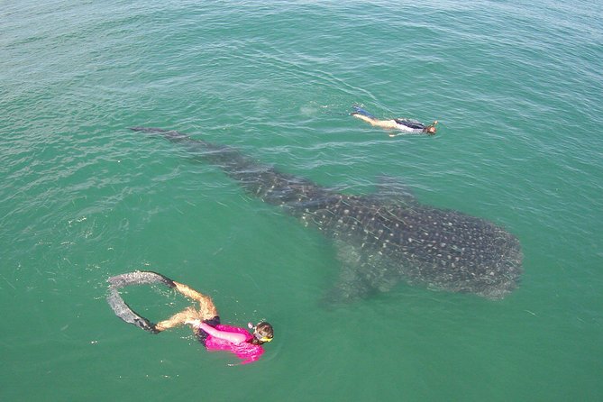 Whale-Shark Snorkeling Excursion to La Paz - Tacos, quesadillas, and the return to Cabo
