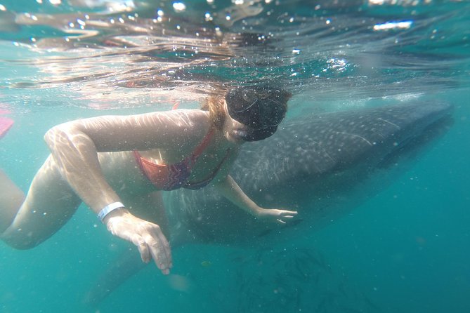 Whale-Shark Snorkeling Excursion to La Paz - Is $349 a fair price?