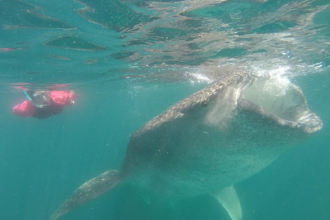 Whale-Shark Snorkeling Excursion to La Paz - Who should book this experience?