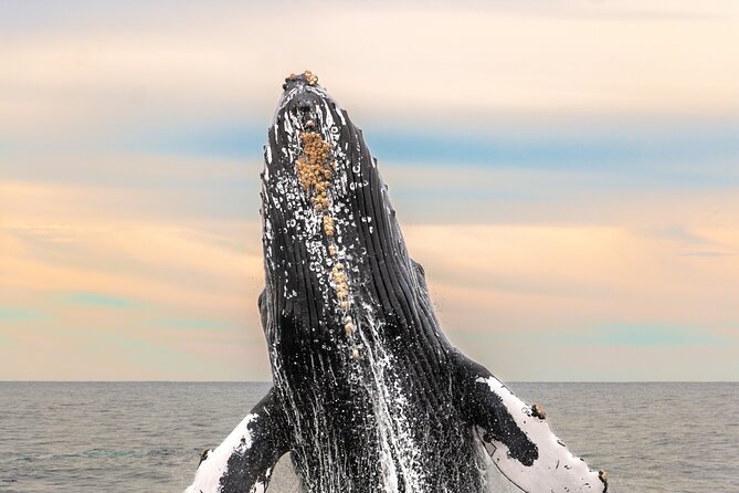 Whale Tour, Arch, Professional Photos & Hydrophone - Whale Songs and Cabo’s Famous Arch