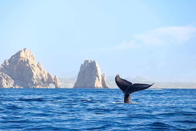 Whale Tour, Arch, Professional Photos & Hydrophone - Professional Photos Let You Watch the Water