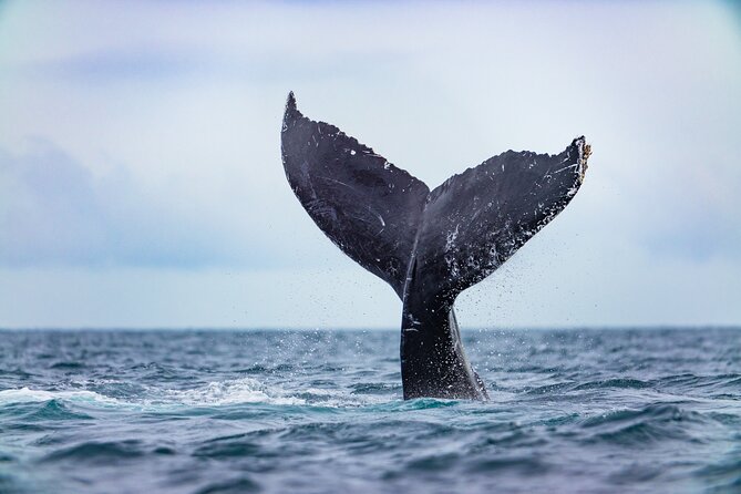 Whale Tour, Arch, Professional Photos & Hydrophone - What the Meeting Point Means for Your Morning