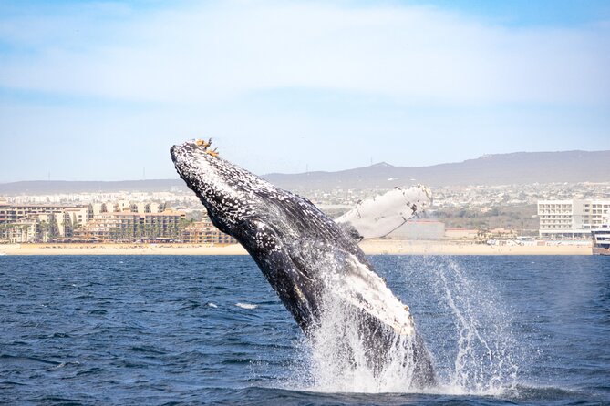 Whale Tour, Arch, Professional Photos & Hydrophone - Weather, Wildlife, and Sensible Expectations