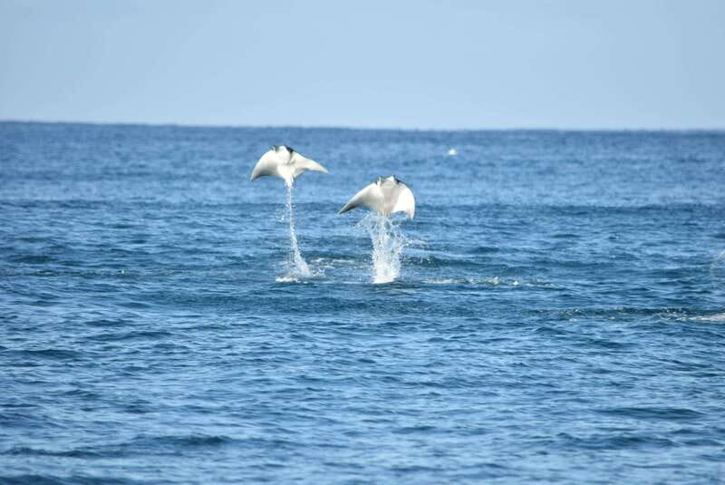 Whale Watch Cabo: Group Whale Watching Tour - FREE photos - Key points to know before booking