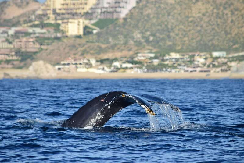 Whale Watch Cabo: Group Whale Watching Tour - FREE photos - A marine biology lesson with Cabo’s best-known views