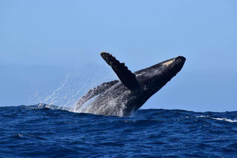 Whale Watch Cabo: Group Whale Watching Tour - FREE photos - Dolphins, turtles, and rays add variety