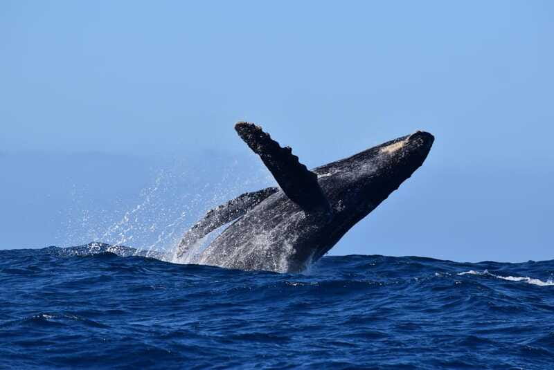 Whale Watch Cabo: Group Whale Watching Tour - FREE photos - Choosing the right departure time