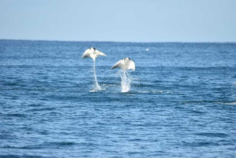 Whale Watch Cabo: Group Whale Watching Tour - FREE photos - Is $123 a fair price?
