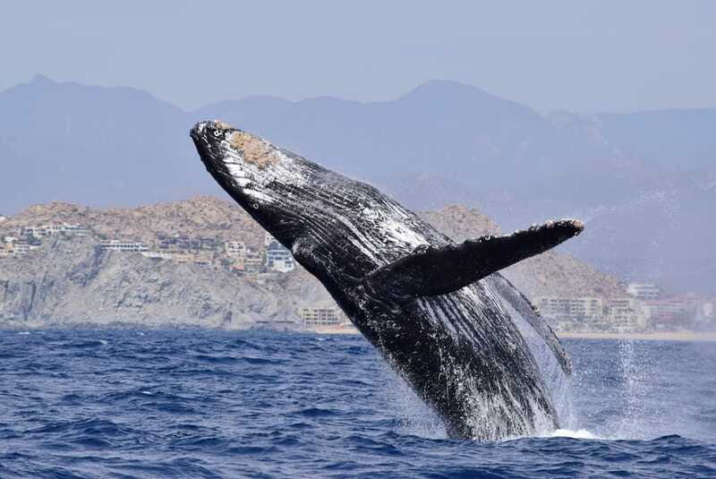 Whale Watch Cabo: Group Whale Watching Tour - FREE photos - Who will enjoy this whale watch most?