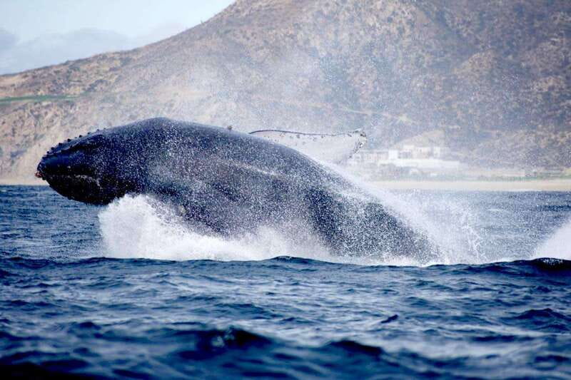 Whale Watch Cabo: Zodiac Whale Adventure - FREE Photos - Booking, Cancellation, and Overall Value