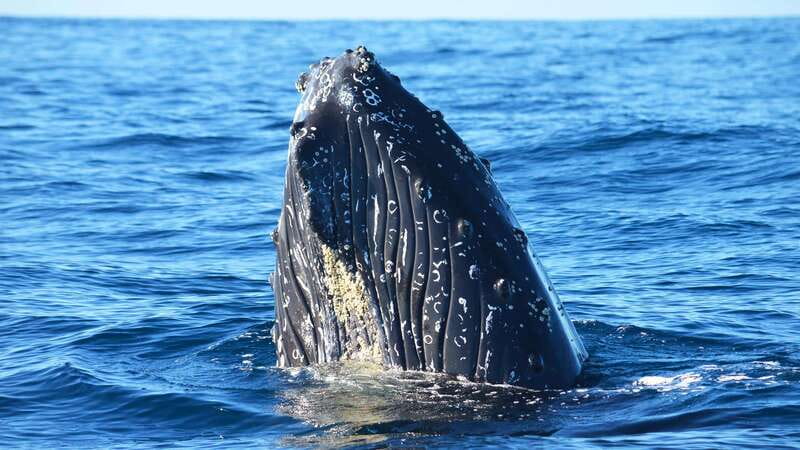 Whale Watch Cabo: Zodiac Whale Adventure - FREE Photos - A Small Zodiac Makes Cabo’s Whale Search More Personal