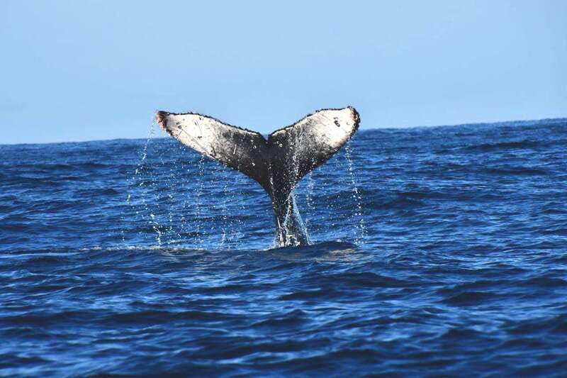 Whale Watch Cabo: Zodiac Whale Adventure - FREE Photos - Pelican Rock, Lovers Beach, and the Arch