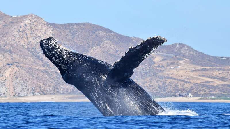 Whale Watch Cabo: Zodiac Whale Adventure - FREE Photos - Free Photos Change the Value Calculation
