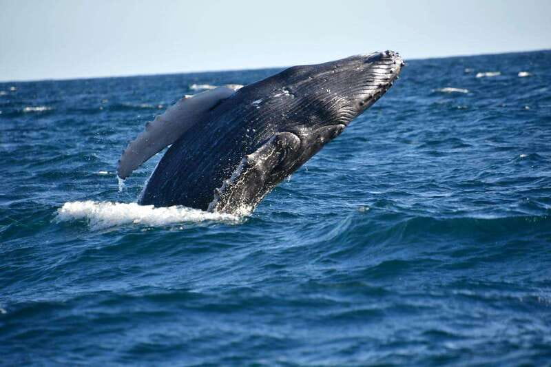 Whale Watch Cabo: Zodiac Whale Adventure - FREE Photos - What to Bring for an Open-Water Ride