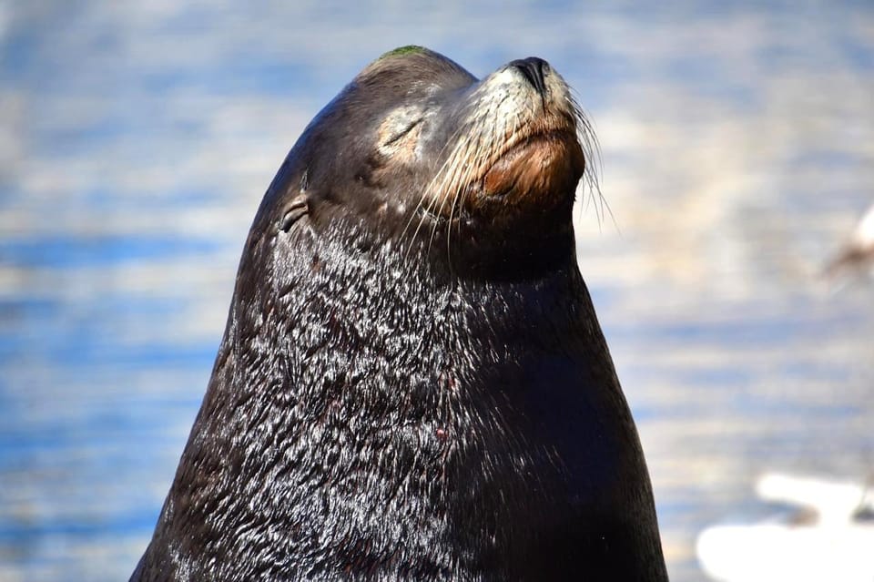 Whale Watch Cabo: Zodiac Whale Adventure - FREE Photos - Who Will Enjoy This Tour Most
