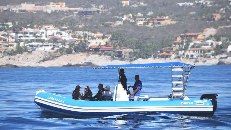 Whale Watch Cabo: Zodiac Whale Adventure - FREE Photos - Starting at Plaza Bonita and Leaving the Marina