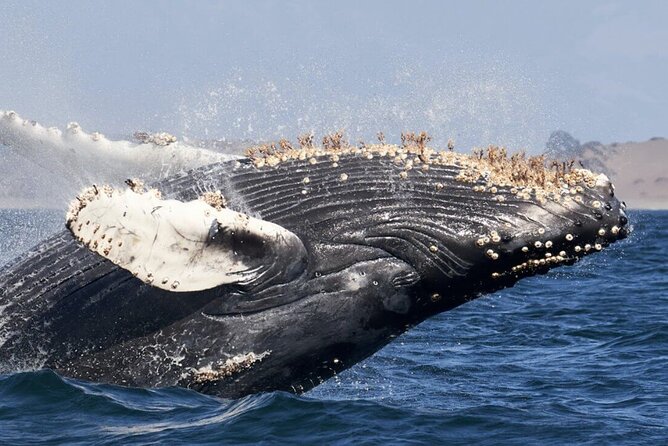 Whale Watching and Cabo San Lucas Arch - The Sea of Cortez and the marine-life search