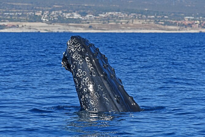 Whale Watching by Zodiac in Cabo San Lucas with Photos Included - Key points to know before you book