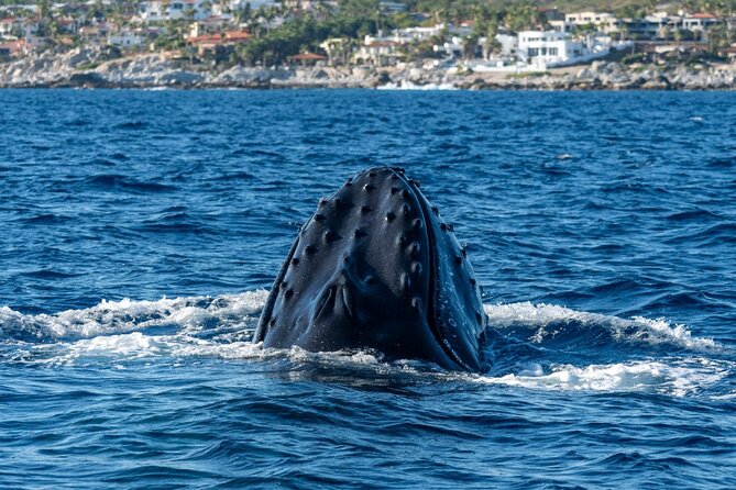 Whale Watching by Zodiac in Cabo San Lucas with Photos Included - Why the Zodiac makes a difference in Cabo