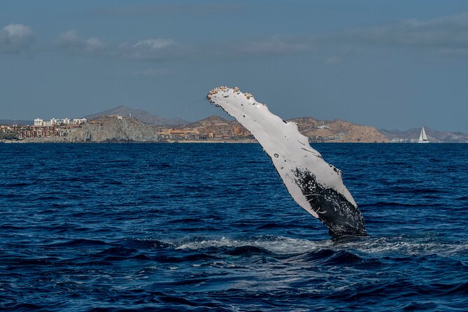 Whale Watching by Zodiac in Cabo San Lucas with Photos Included - Searching for humpbacks from December through April