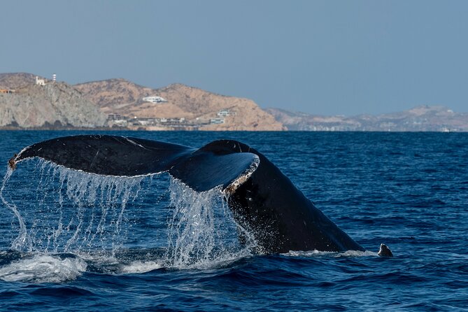 Whale Watching by Zodiac in Cabo San Lucas with Photos Included - Breaches, calves, and patient watching