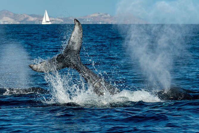 Whale Watching by Zodiac in Cabo San Lucas with Photos Included - Listening below the surface with the hydrophone
