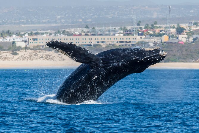 Whale Watching by Zodiac in Cabo San Lucas with Photos Included - Photos and videos: useful, but allow time