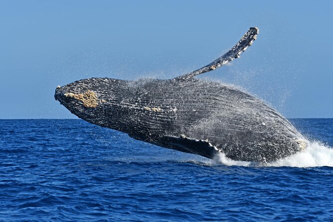 Whale Watching by Zodiac in Cabo San Lucas with Photos Included - What the $85 price really buys