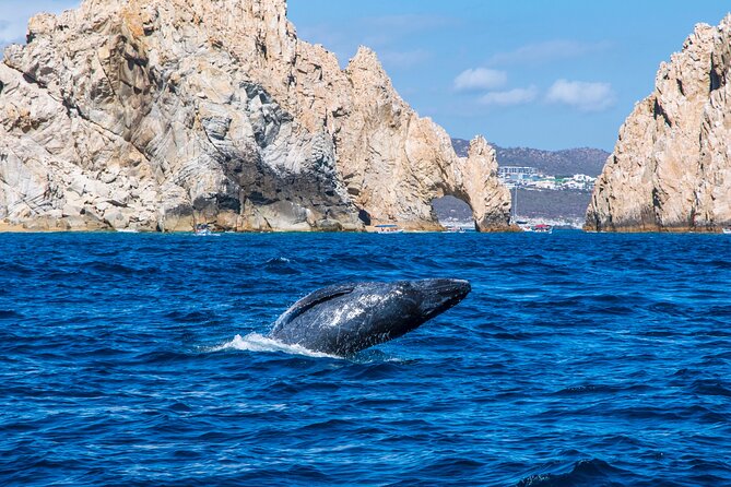 Whale Watching by Zodiac in Cabo San Lucas with Photos Included - The opening ride and Cabo’s famous arch