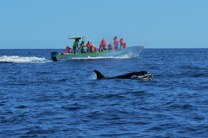 Whale Watching Cabo-Women crew-Sightings Guaranteed & Free Photos - Searching the Sea of Cortez or Pacific Ocean