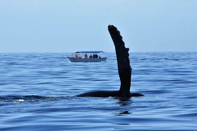 Whale Watching Cabo-Women crew-Sightings Guaranteed & Free Photos - The crew makes the difference