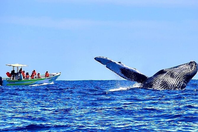 Whale Watching Cabo-Women crew-Sightings Guaranteed & Free Photos - Who should book this Cabo outing?