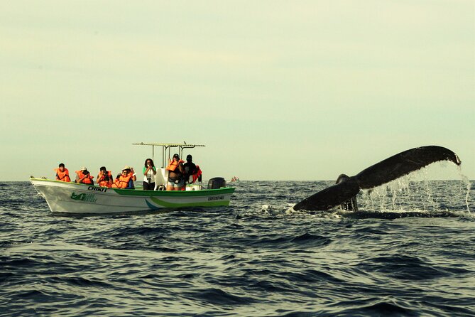 Whale Watching Cabo-Women crew-Sightings Guaranteed & Free Photos - What the hydrophone adds
